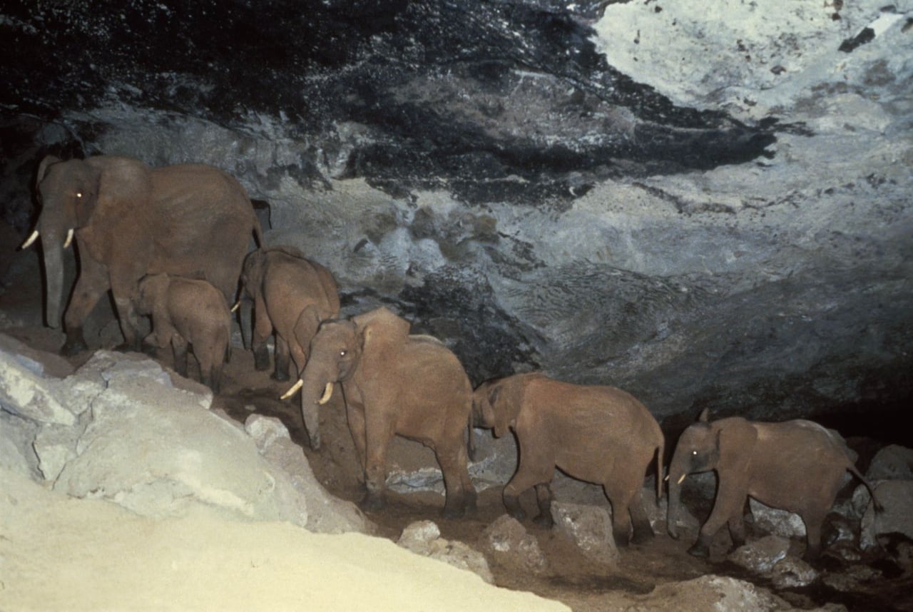 A line of six elephants, some just babies, walk through a rocky, salty cave