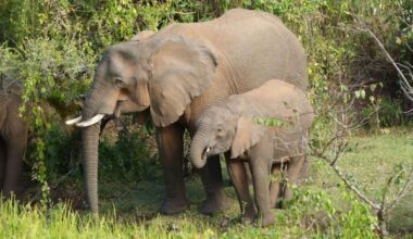Elephants may use medicinal plants to treat themselves and their babies