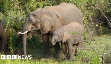 Elephants treat themselves with medicinal plants, witnesses say - BBC