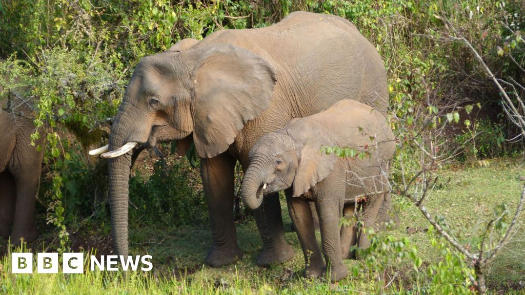 Elephants treat themselves with medicinal plants, witnesses say - BBC