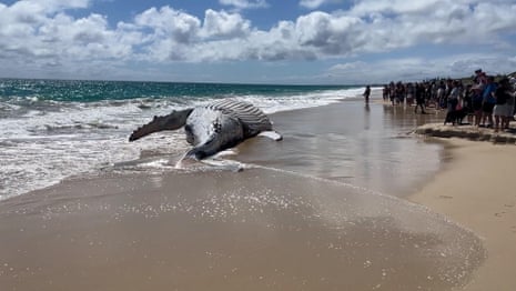 Whale carcass washes up on popular Perth beach, drawing hundreds of onlookers – video