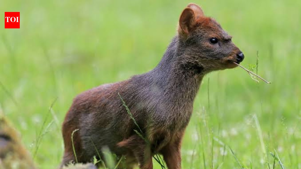 Meet the world's smallest deer: The tiny ‘Pudu’ is barely four apples tall, weighs only a few kilograms and lives in South America's forests