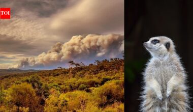 In 2019, staff ignored an evacuation order at Australia’s Mogo Wildlife Park, moving vulnerable animals into homes and safe areas; not one animal was lost