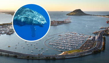 SunLive - Humpback whale spotted in BOP harbour