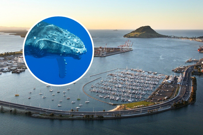 SunLive - Humpback whale spotted in BOP harbour