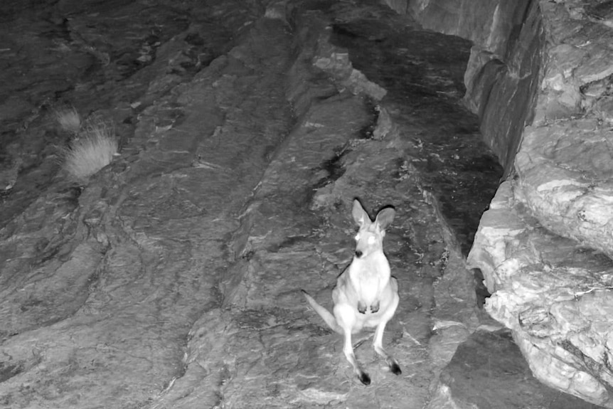 A night-vision image of a wallaby-like animal sitting on some rocks.