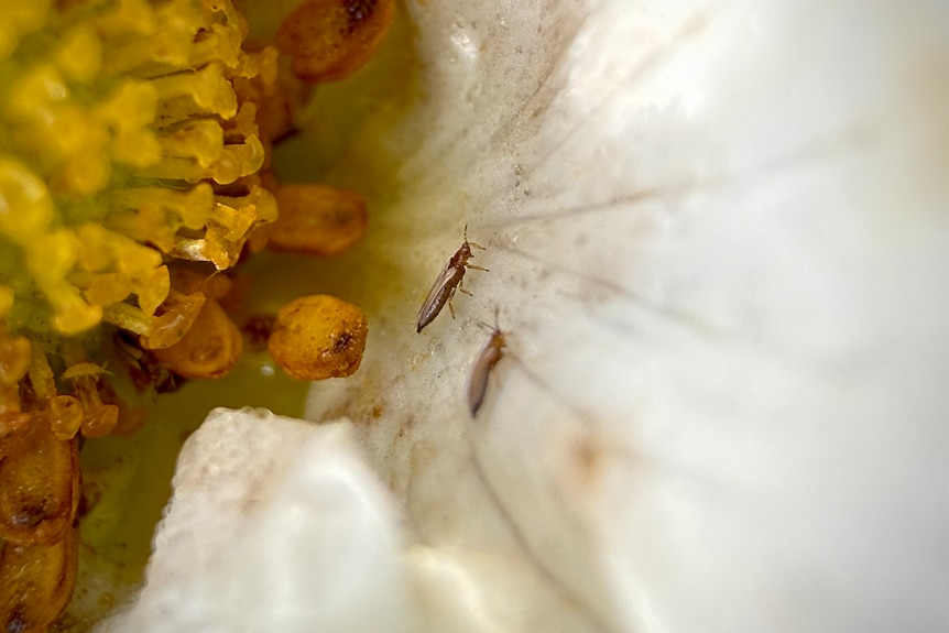 Two brown insects on a flower in extreme close-up.