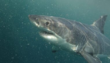 White shark