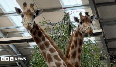 Two female Kordofan giraffes at Twycross Zoo, in Leicestershire.