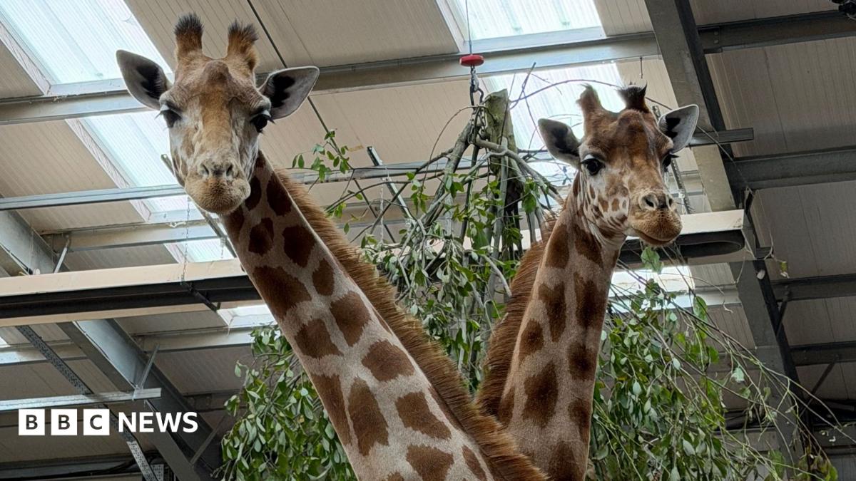 Two female Kordofan giraffes at Twycross Zoo, in Leicestershire.