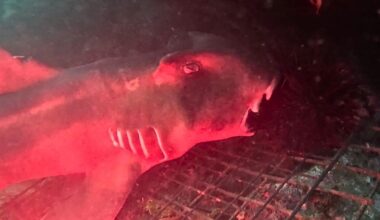 Port Jackson shark