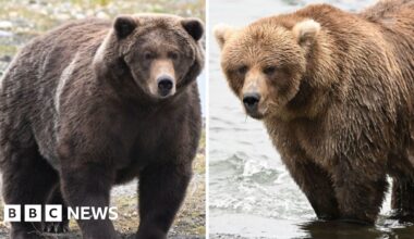 Fat Bear Week: Which bear will put on the most weight?