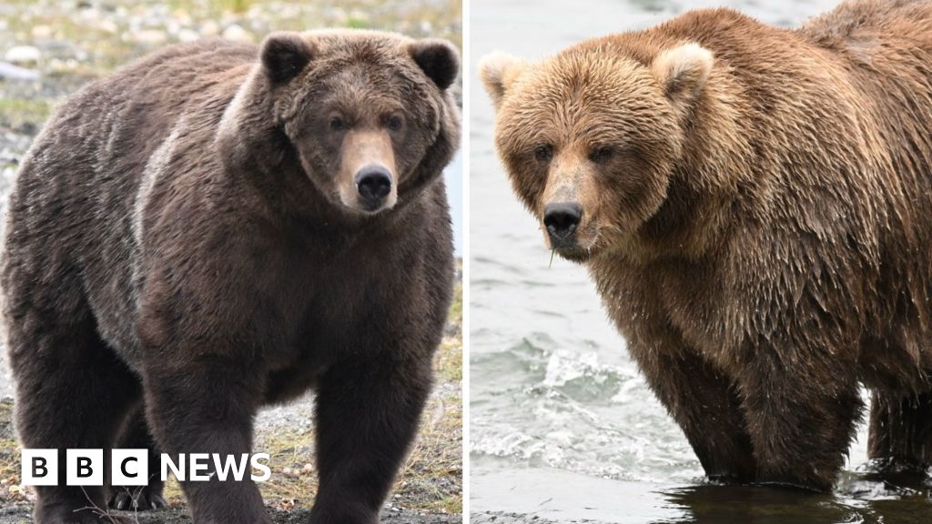 Fat Bear Week: Which bear will put on the most weight?