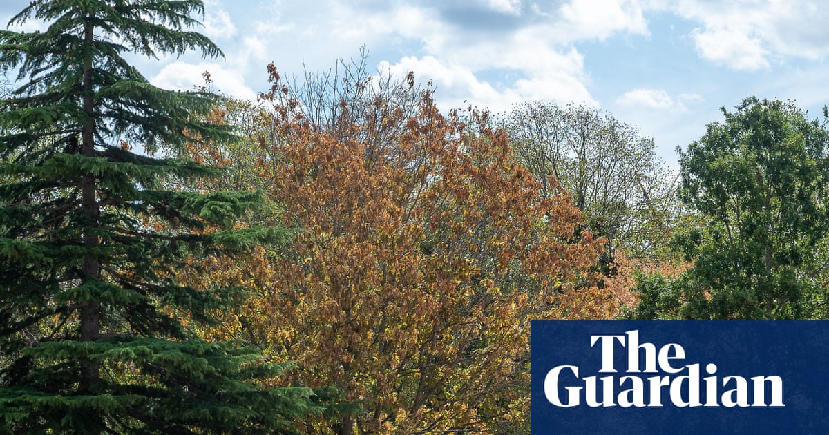 High winds during El Niño could be deadly for England’s stressed trees, say experts | Trees and forests