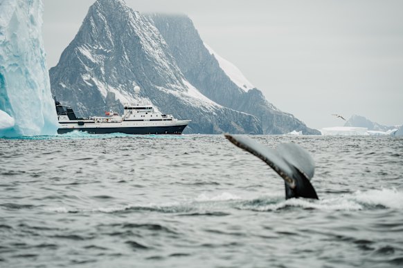 A humpback whale fluking in front of a krill super trawler last summer.