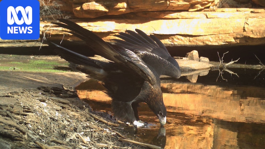 Watarrka waterhole live stream a window into secret life of NT desert