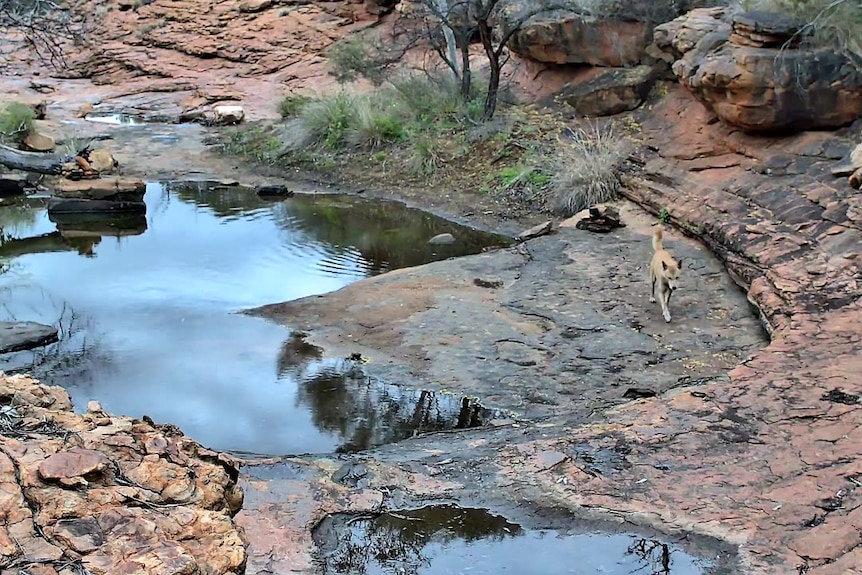 A sandy-coloured dingo wanders along the rocky edge off an outback waterhole.