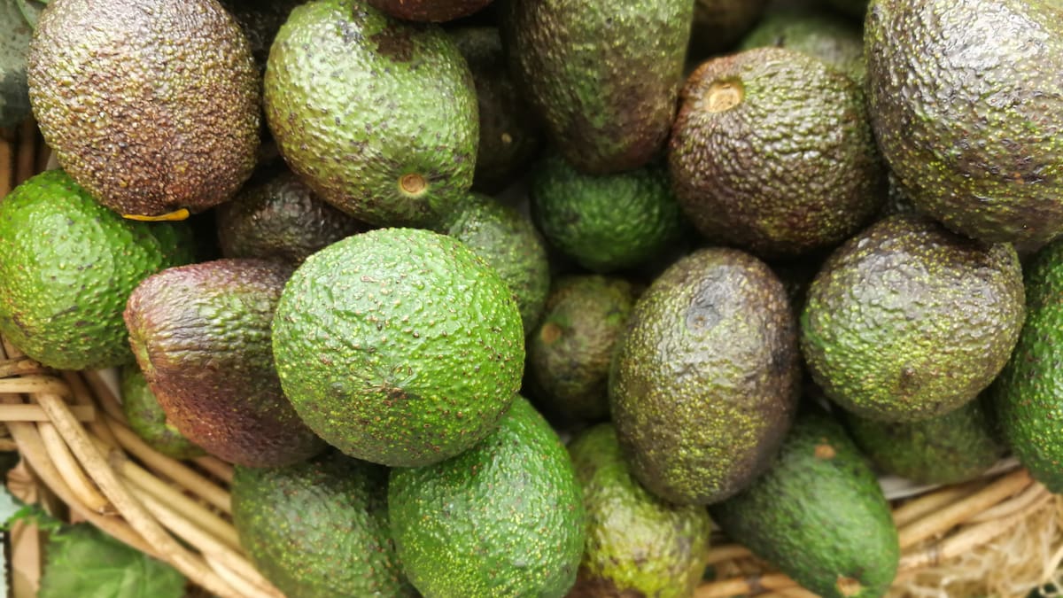Avocado growers eye domestic growth as record season looms