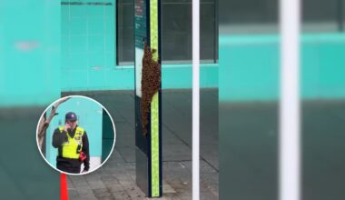 New queen on Queen St: Pedestrians kept away as bees swarm on footpath