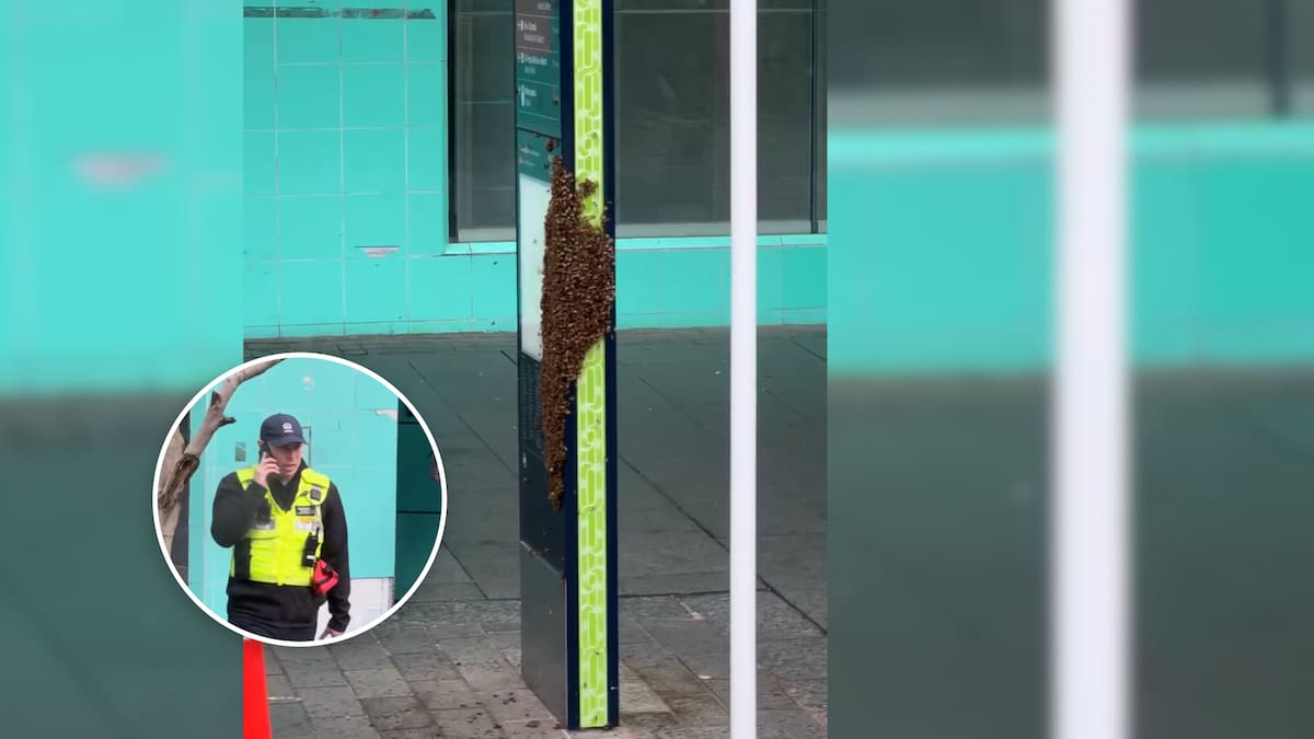 New queen on Queen St: Pedestrians kept away as bees swarm on footpath