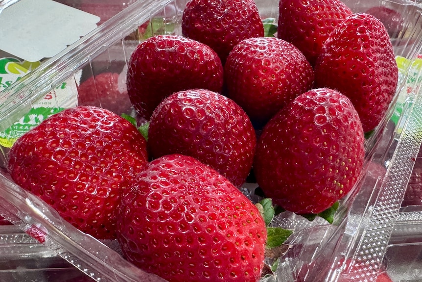 An open organic strawberry punnet with beautiful red fruit.