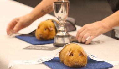 Cavy chaos: Hundreds attend New Zealand's biggest guinea pig show