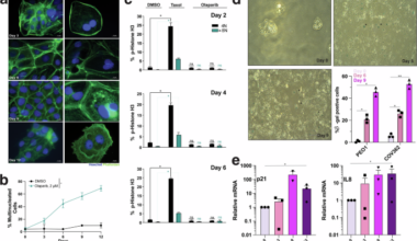 BCLXL blockade rewires cell fate to overcome PARP inhibitor resistance in ovarian cancer