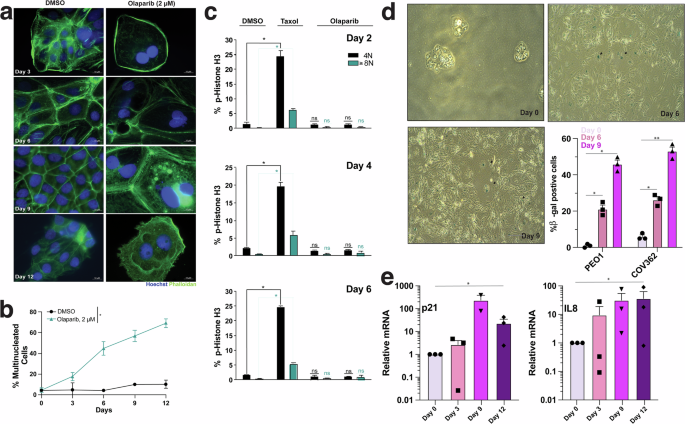 BCLXL blockade rewires cell fate to overcome PARP inhibitor resistance in ovarian cancer