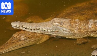 Australia's pygmy crocodiles aren't a new species, but they still need protection, experts argue
