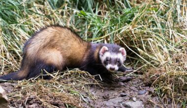 Coromandel’s Mahakirau sanctuary: Pigs found eating rare Archey and Hochstetter frogs