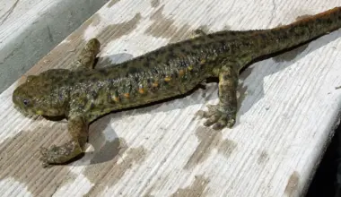 A newt lies flat on a wet surface