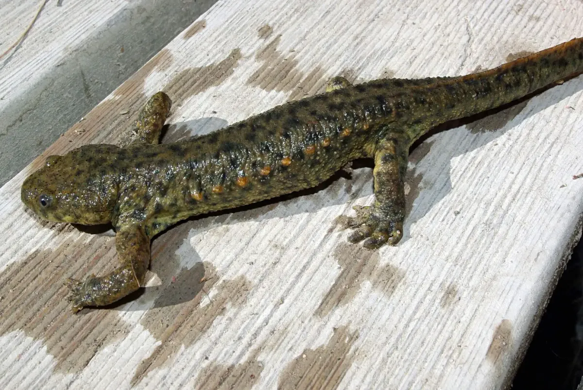 A newt lies flat on a wet surface