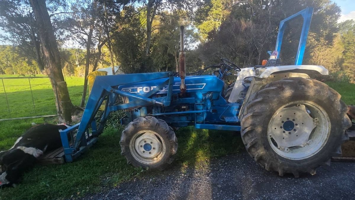 Northland bull death: Police, MPI investigate welfare concerns after animal strapped to pallet dies