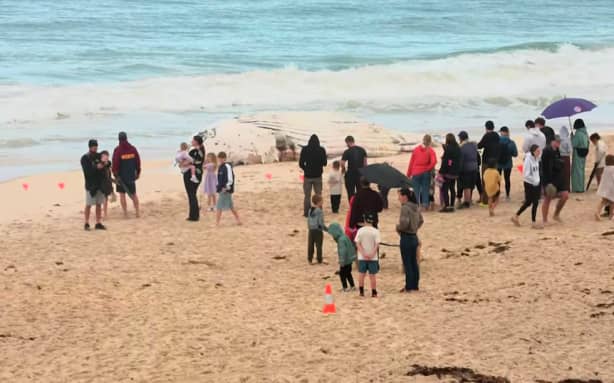 Crowds have descended on the beach to look at the carcass. (ABC News)