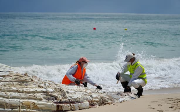 Carcasses provide researchers with valuable samples. (ABC News: Courtney Withers)