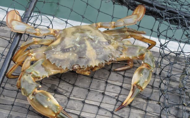 The Asian paddle crab is listed as a Progressive Containment species within the BOP Regional Pest Management Plan. Photo / Supplied