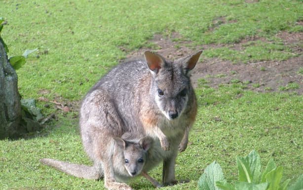 Wallabies at Paradise Valley Springs, Rotorua.
RDP 15May09 -
RGP 27Feb15 - SCAVENGER: The wallaby is being blamed for damaging Rotorua's forest and lakes. PHOTO/FILE
BTG 17Oct15 - TO BE CONTAINED: Wallabies cause significant damage to native bush by feeding on native seedlings, ferns and grasses. PHOTO/FILE
RGP 23Oct15 - Bay of Plenty Regional Council asks people to report wallaby sightings as soon as possible so the pest animals can be contained. PHOTO/FILE
RGP 03Jan26 - They may look cute but introduced wallabies pose serious threats to New Zealand's environment.