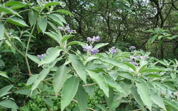 Woolly nightshade is the region’s largest plant pest programme.