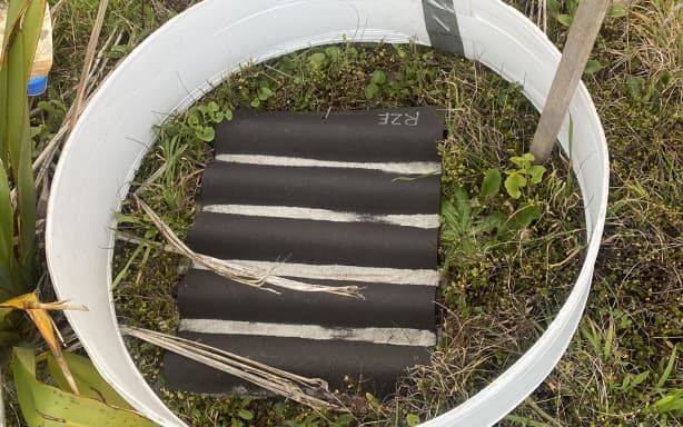 A mid shot of an artificial lizard shelter surrounded by a round piece of coreflute with a wooden stake. The lizard shelter is black, corrugated, and is sitting on dune vegetation.