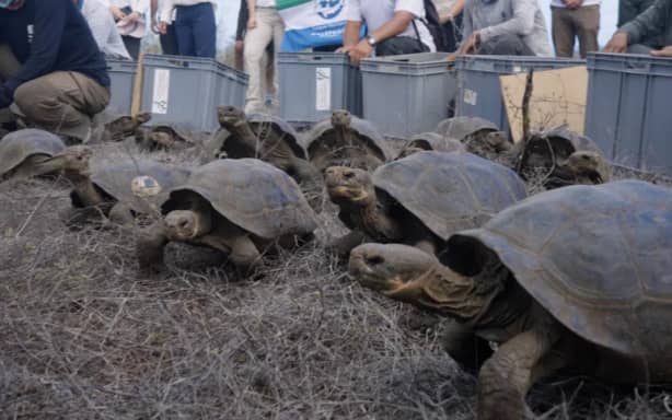 The release of giant tortoises back to Floreana island has helped the species regain territory in what was once a much larger range.