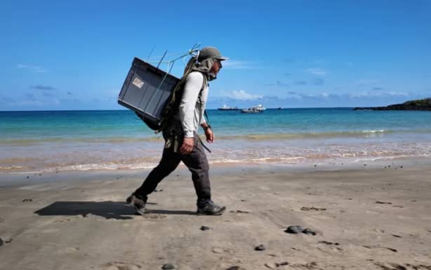 A worker carries a crate used to transport infant giant tortoises.