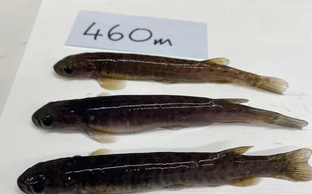 A potentially new species of fish.