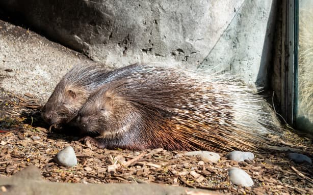 Orana Park Porcupine