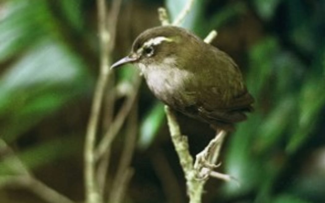 Stead's Bush Wren