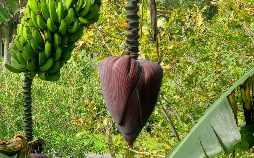 A large bunch of unripe Goldfinger bananas hangs from a banana plant in a lush Northland garden. The bright green fruit grows in dense clusters above a deep purple banana flower, with a second smaller bunch visible nearby. Broad banana leaves frame the scene, while native-looking vegetation and trees fill the background, highlighting the subtropical growing conditions of northern New Zealand.