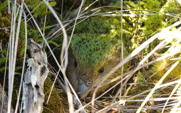 Large green kakapo bird in the tufts of bushes.