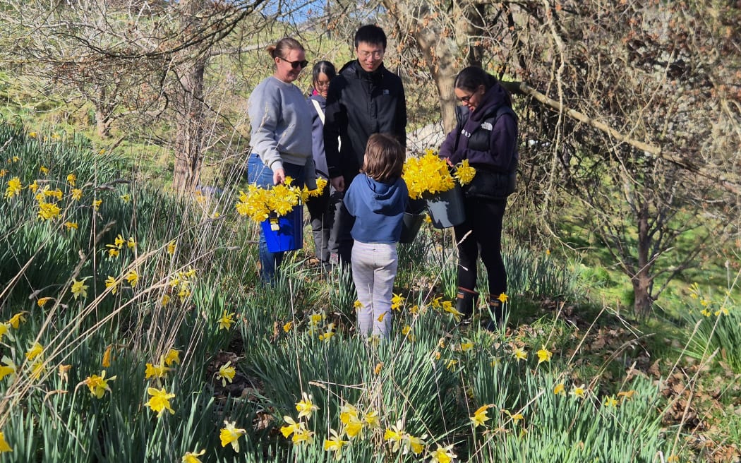 About a dozen helpers turned out for this year's picking event.