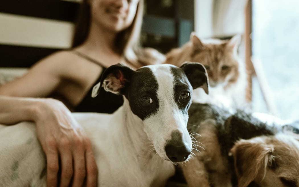 Pets in New Zealand.