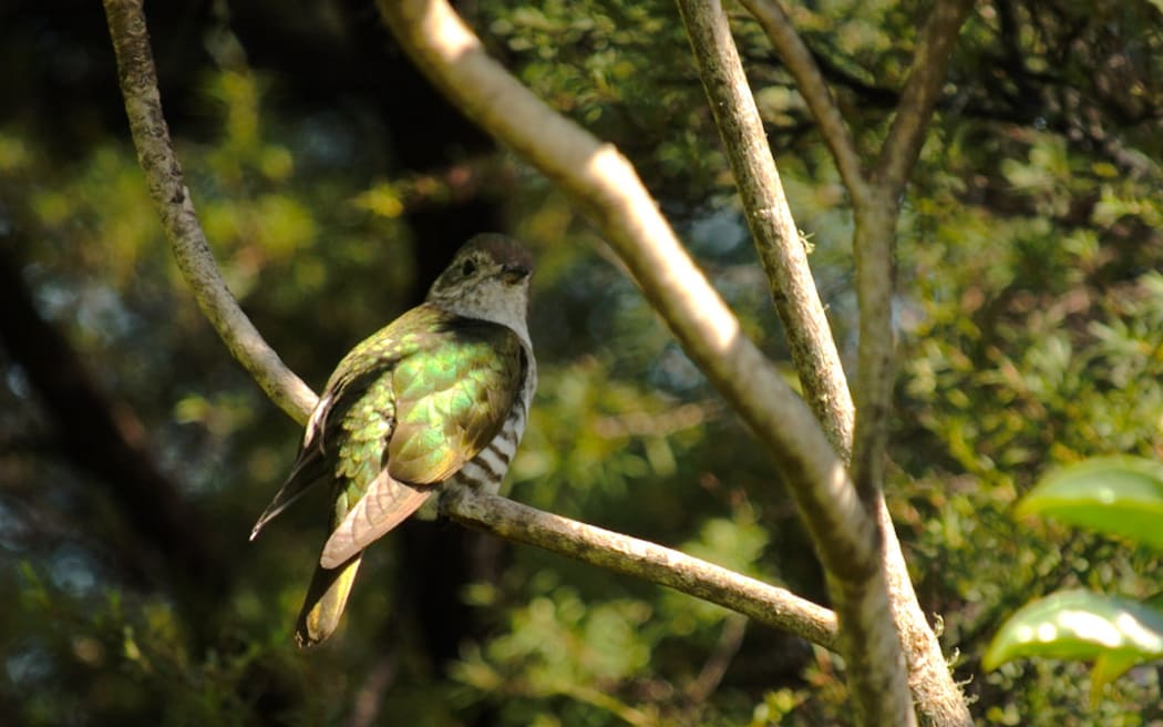 Shining cuckoo