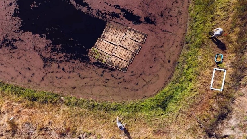 A photo of a farm damn, with floating wetlands on the surface, surrounded by grass and dirt, two people monitoring the project